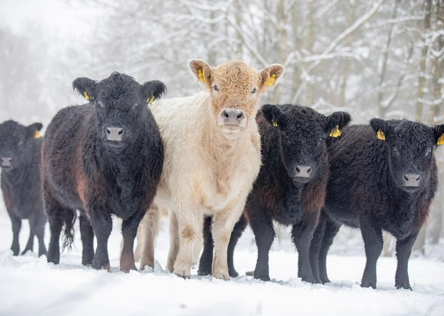 Winterweiden (59 von 77).jpg