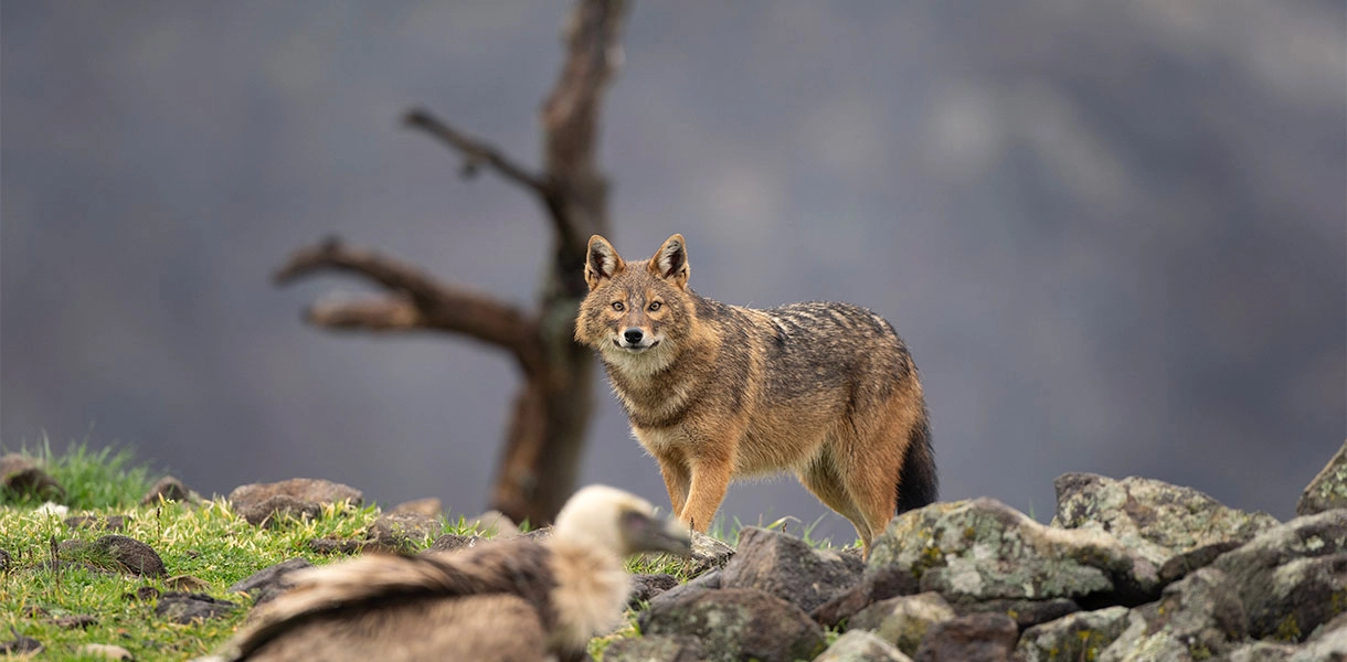 Fauna_Goldschakal_Hero_C-Shutterstock_MartinProchazkacz Goldschakal auf der Jagd in der Wildniss.