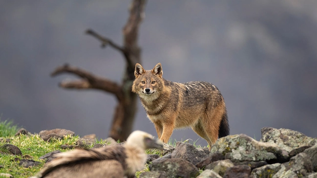 Goldschakal auf der Jagd in der Wildniss.