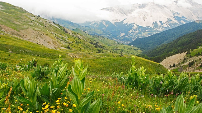 Wiesenlandschaft auf Hochebene mit Blick auf die Berge.