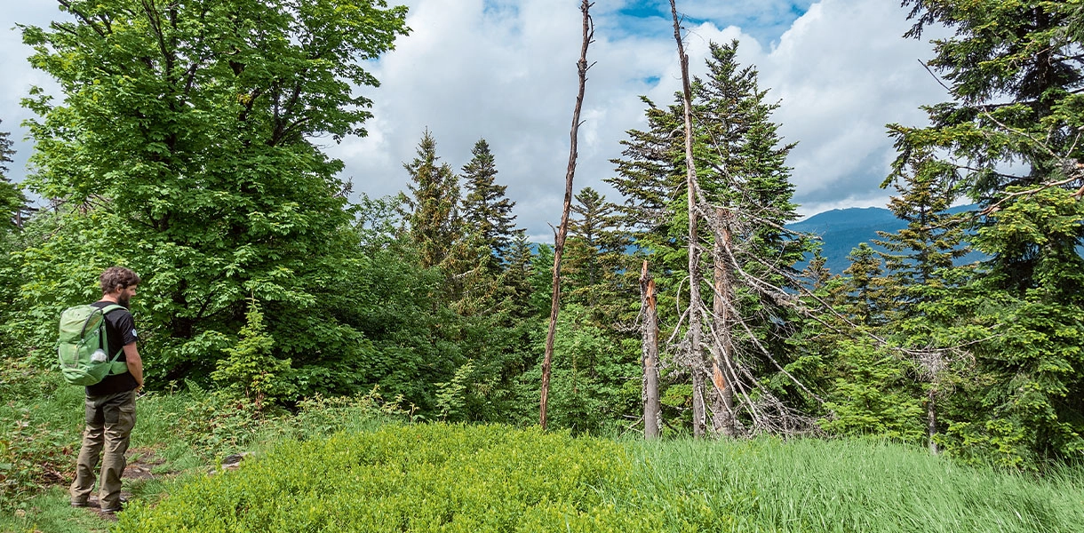 Kulinarik_Bierwandern_Hero_C-AndreasDrouve Wander auf Waldlichtung mit Blick auf Nadelwald.