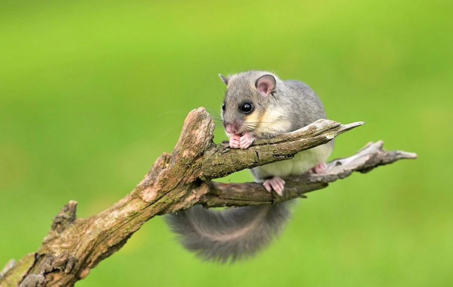 Fledermaus