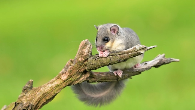 Fledermaus