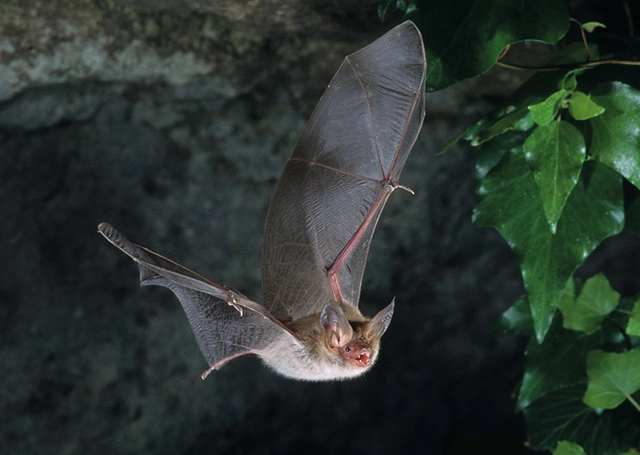 Fledermaus