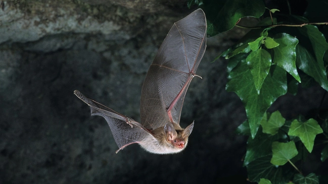 Fledermaus