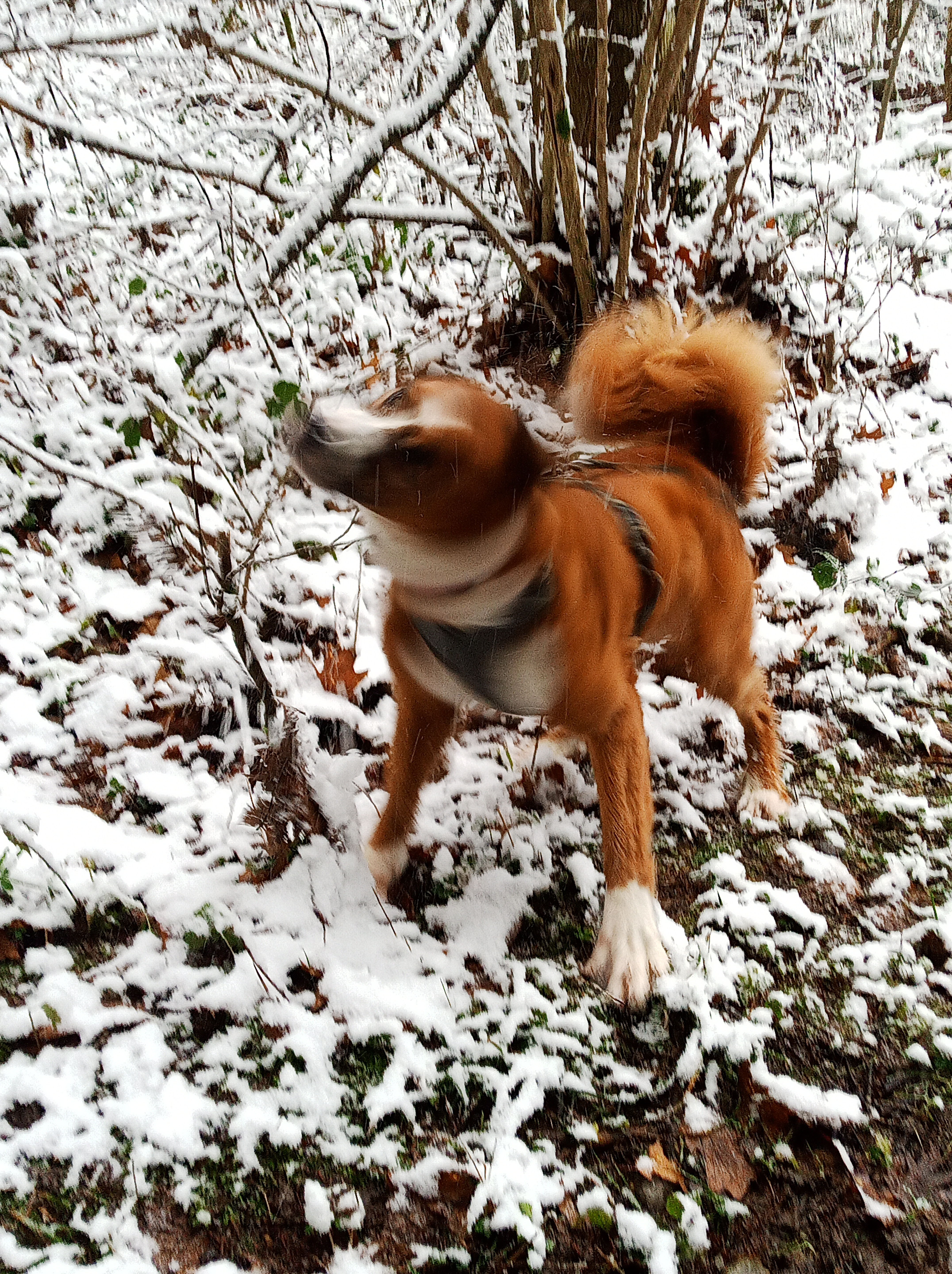 Redaktionshund Cody schüttelt sich