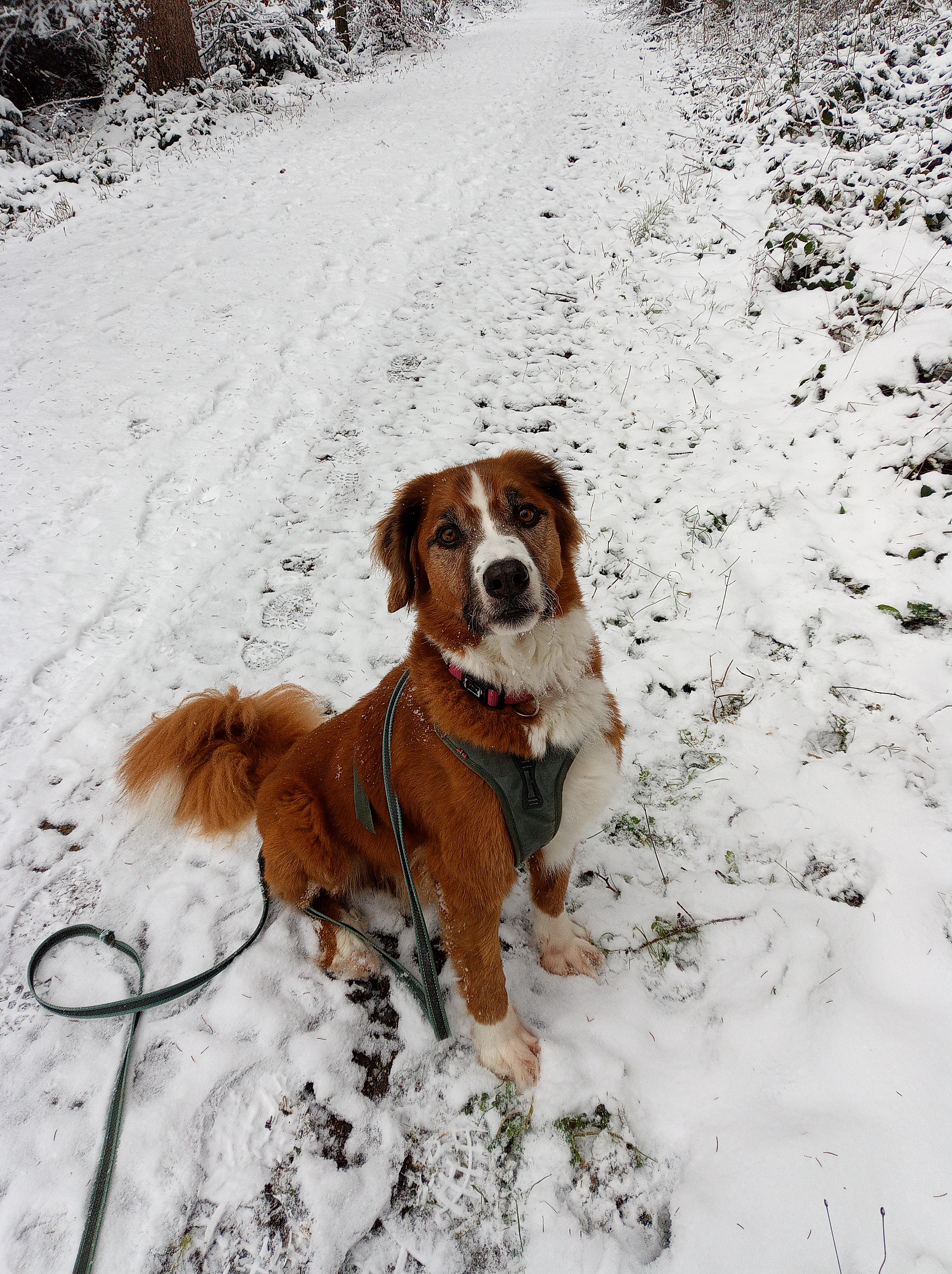 Redaktionshund Cody posiert