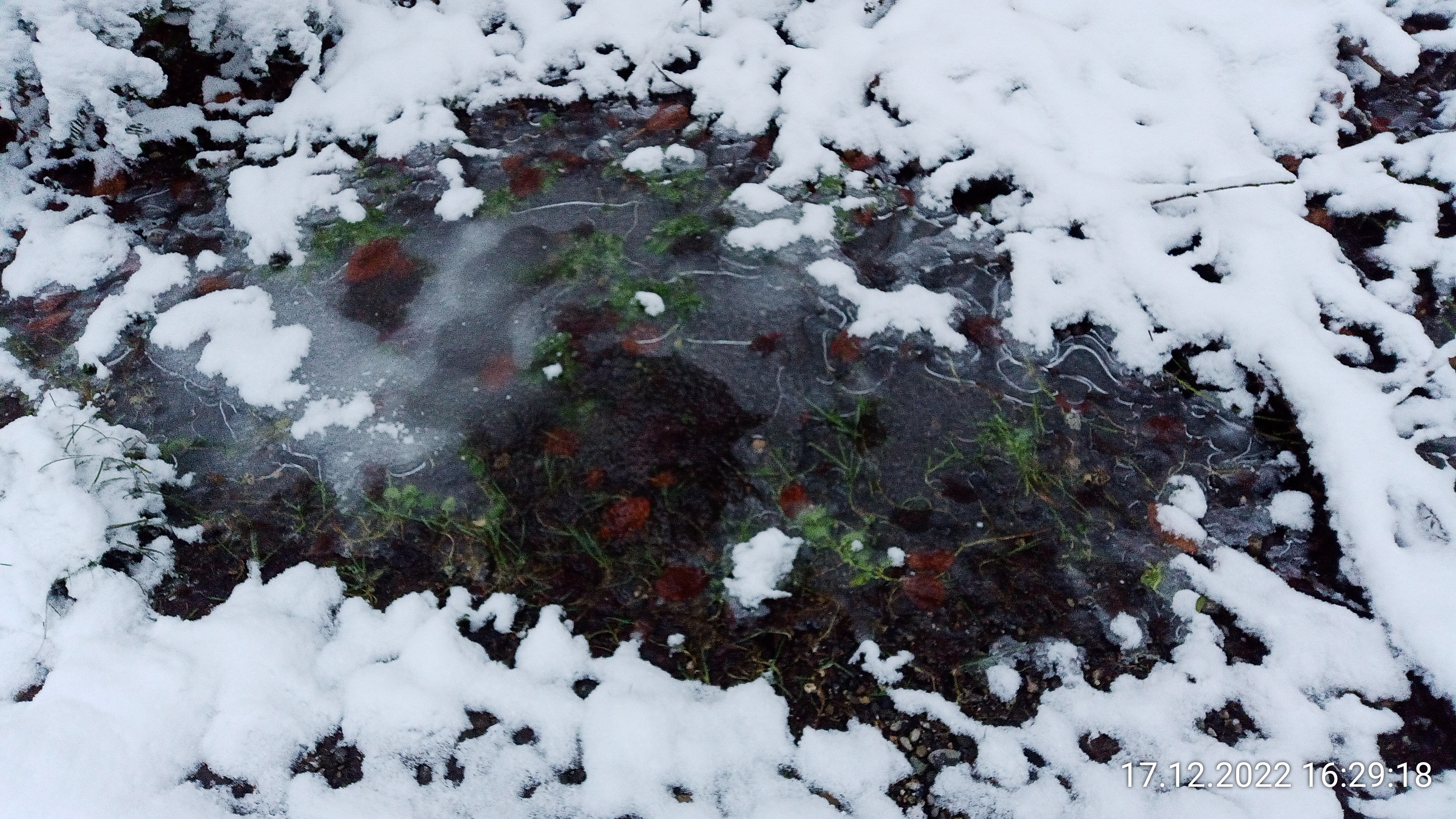 halb gefrorene Pfüze im Wald