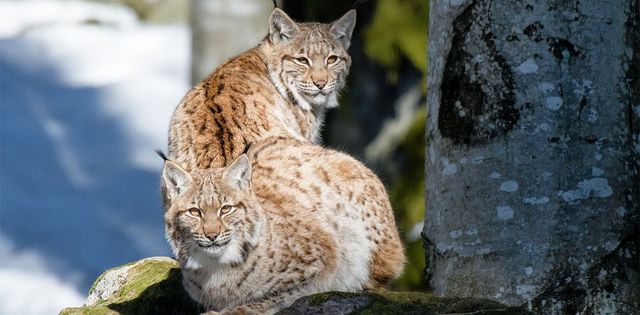 Fauna_Luchs_Hero_C-Shutterstock-MicheleAldeghi.jpg