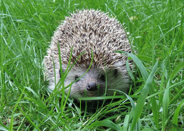 Igel in mitelhohem grünen Gras