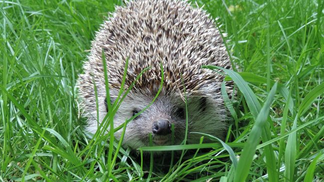 Igel in mitelhohem grünen Gras