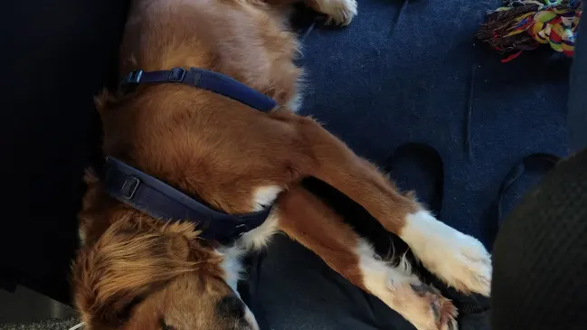 Redaktionshund Cody bei der «Arbeit»