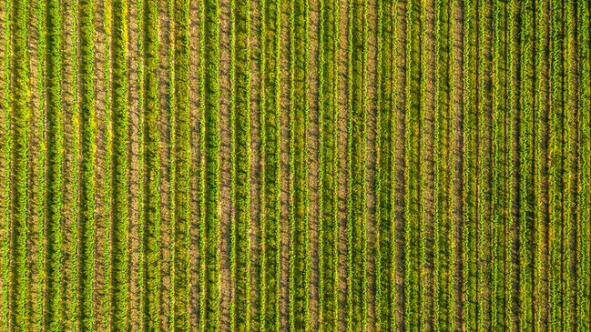 Blick auf Weinfeld von Oben.