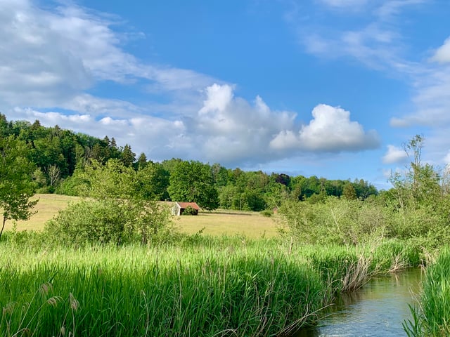 IMG_4481_Ramsach im Murnauer Moos © Wolfgang Stelljes.jpeg