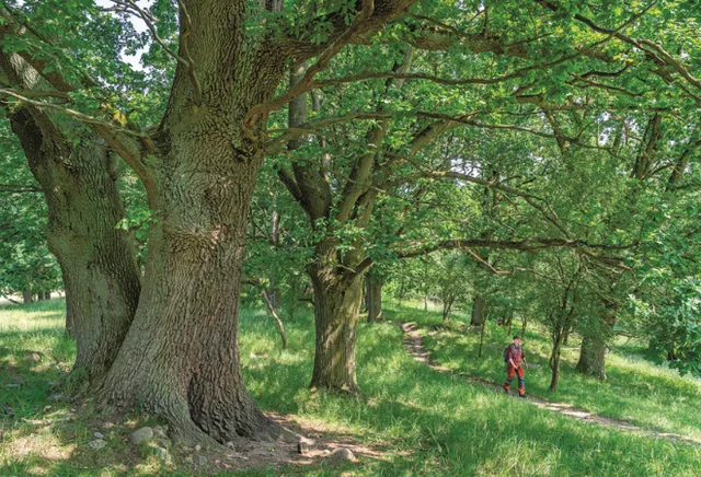 Wanderweg im Wald mit mächtigem Baum und Wanderer
