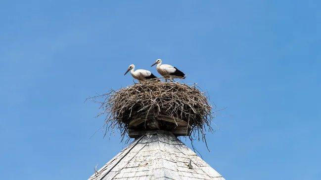 Storchennest auf Kamin.