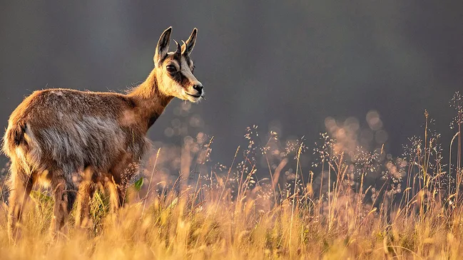 Aufnahme von Wild auf Wiese während des Sonnenuntergangs.