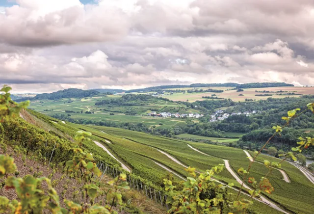 Ausblick in ein Tal mit vielen Hängen auf denen Wein angebaut wird