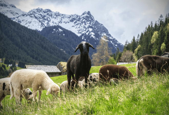 Eine Herde Montafoner Steinschafe vor Bergpanorama