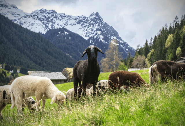 Eine Herde Montafoner Steinschafe vor Bergpanorama