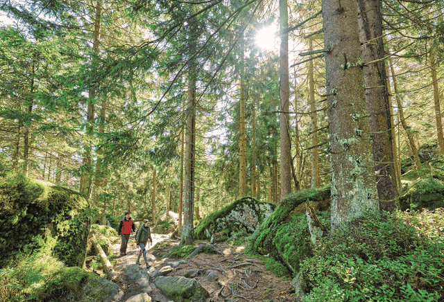 Mehrere Wanderer gehen bergauf in einem lichten, sandigen Kiefernwald