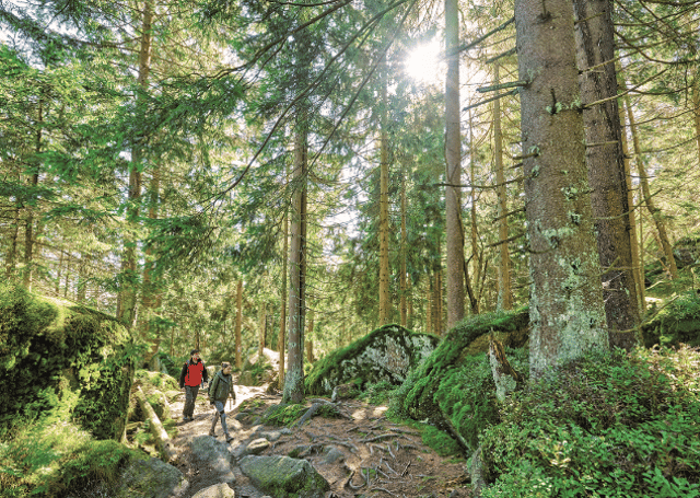Mehrere Wanderer gehen bergauf in einem lichten, sandigen Kiefernwald