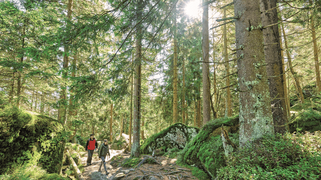 Mehrere Wanderer gehen bergauf in einem lichten, sandigen Kiefernwald