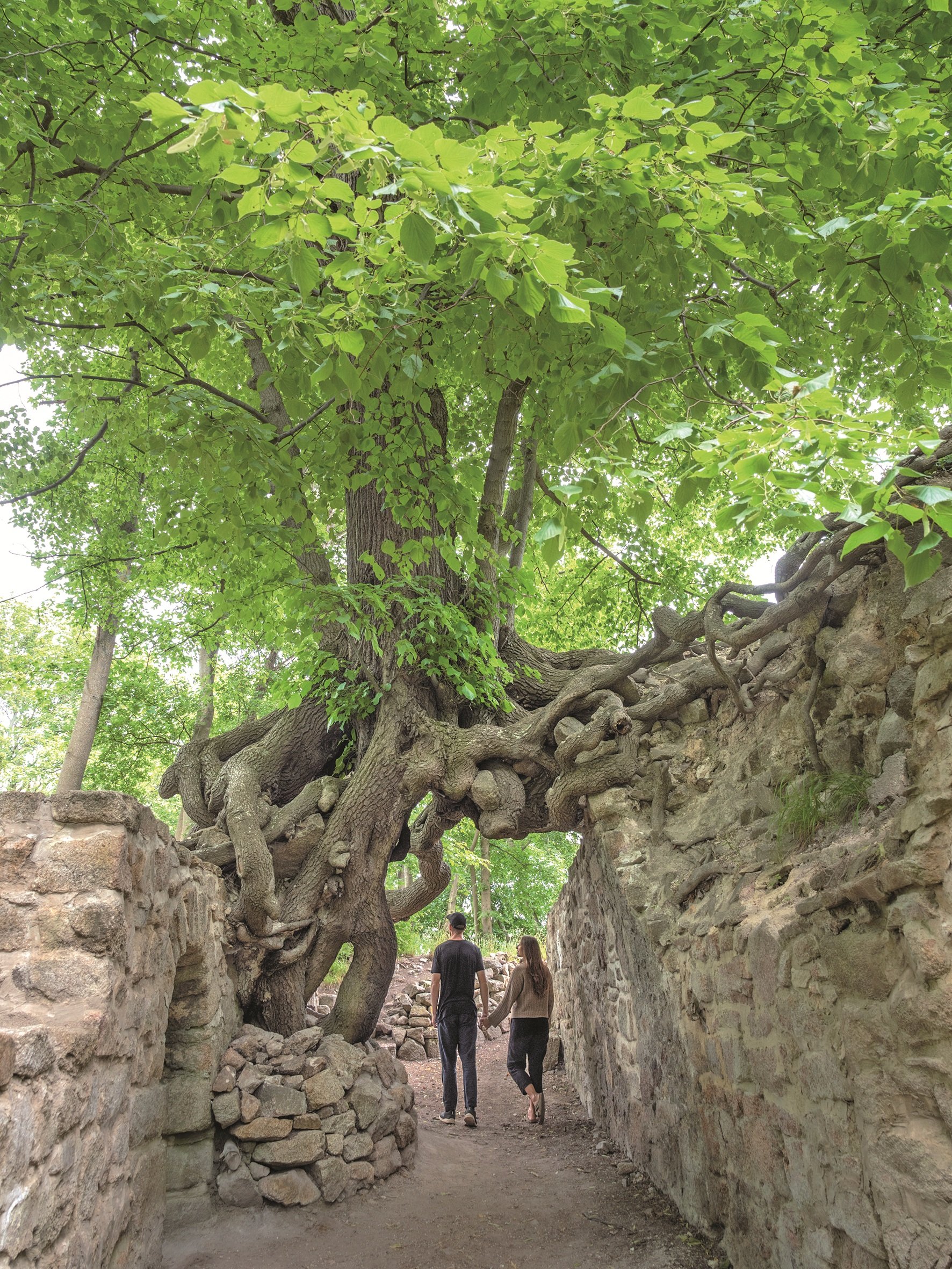 Blühende Bäume in Niedersachsen.