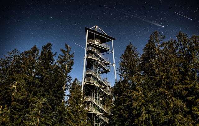 Waldwelt Sterne