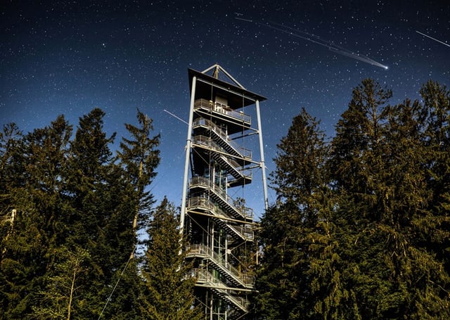 Waldwelt Sterne