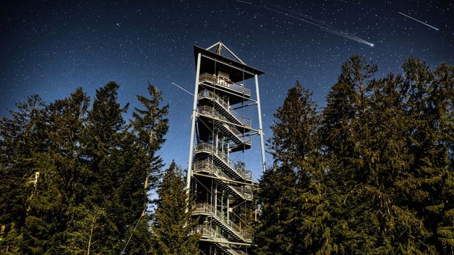 Waldwelt Sterne