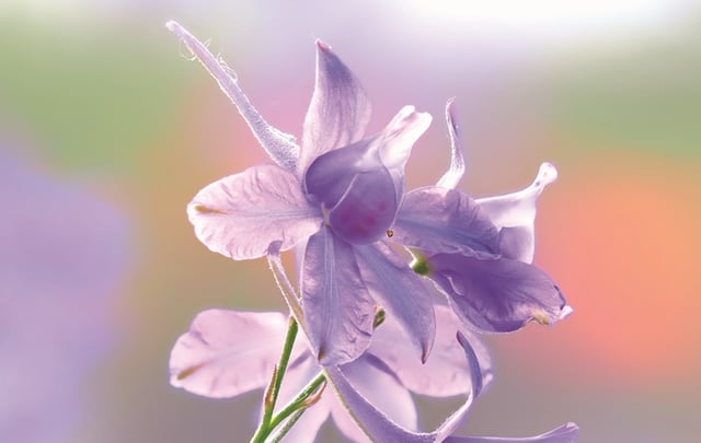 Schneeglöckchen in Nahaufnahme.