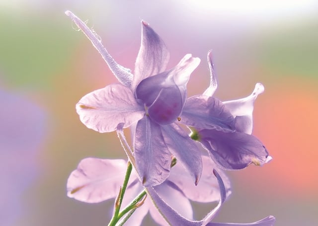 Schneeglöckchen in Nahaufnahme.