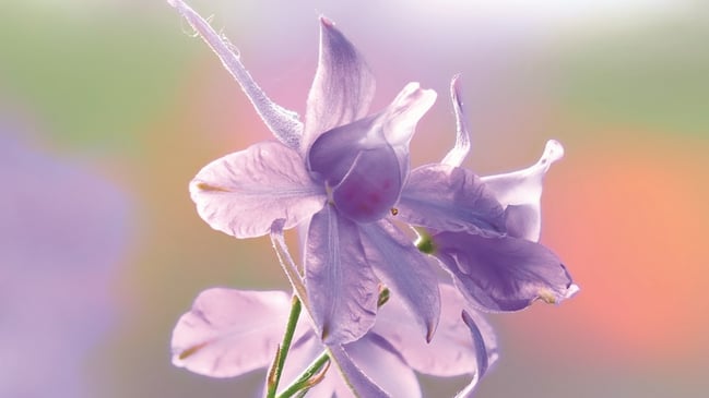 Schneeglöckchen in Nahaufnahme.