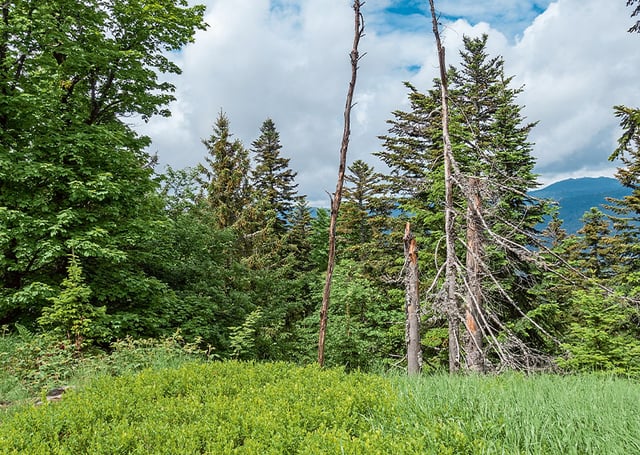 Wander auf Waldlichtung mit Blick auf Nadelwald.