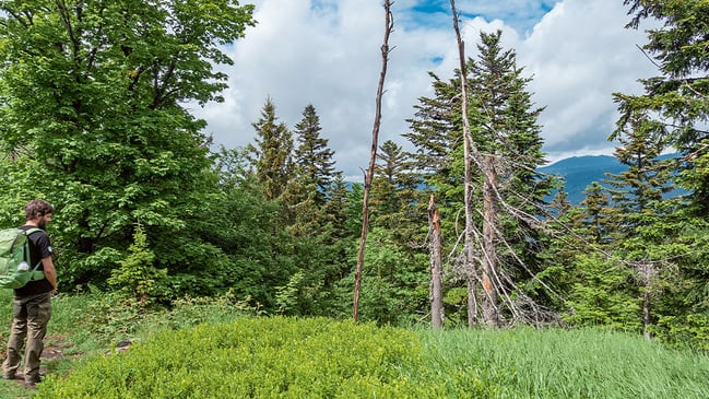 Wander auf Waldlichtung mit Blick auf Nadelwald.