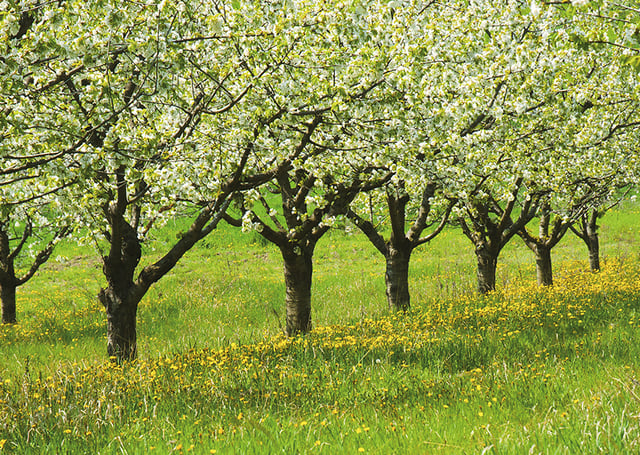 Blühende Bäume in Niedersachsen.