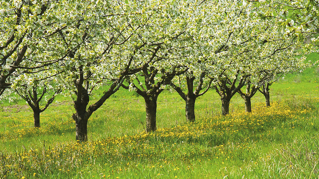 Blühende Bäume in Niedersachsen.