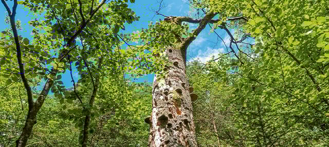 Aufnahme von alten Baum übersäht mit Pilzen inmitten eines grünes Waldes.