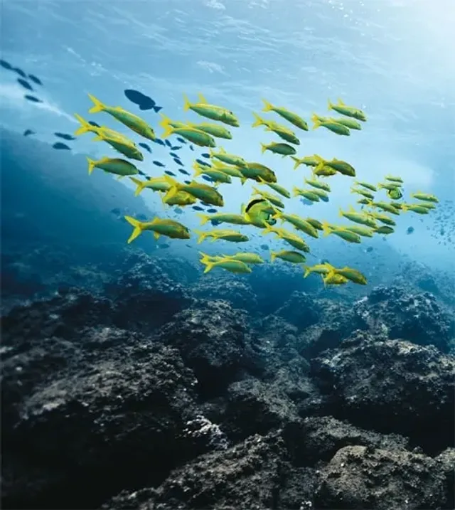 Aquatimer_WindowAnimation_1A Kopie