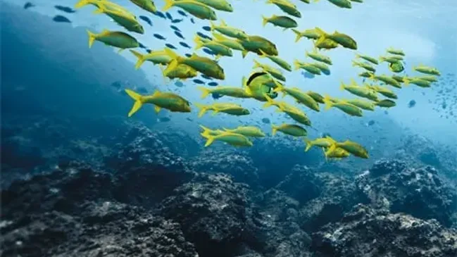 Aquatimer_WindowAnimation_1A Kopie