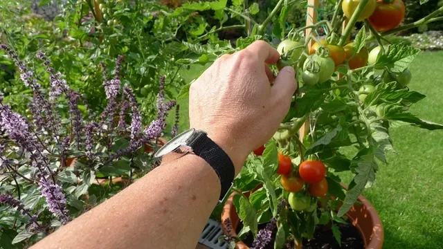 Macht auch bei der Gartenarbeit eine gute Figur: die Nomos Ahoi Datum Edition Watchtime.net von Michael Hövelmann