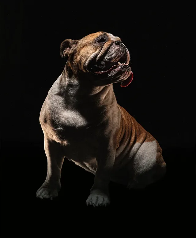 MB&F-Bulldogge