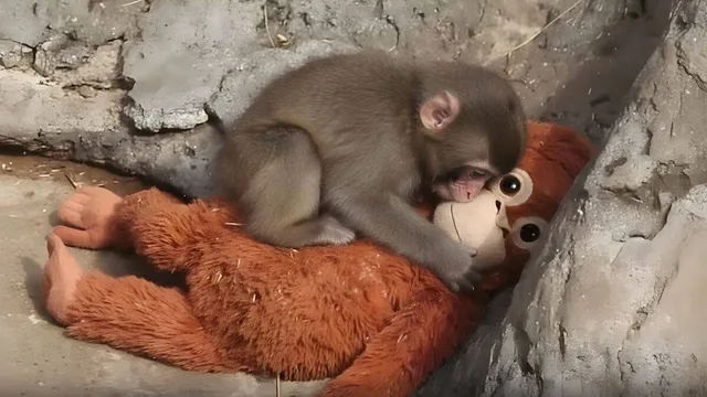 Der kleine Punch mit seiner Ersatzmutter