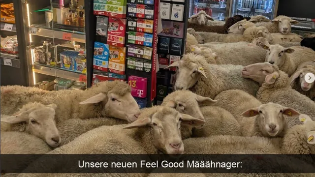 Schafe zu Besuch bei Penny.