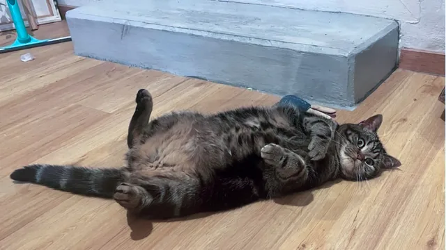 Emma, die Katze unseres Kolumnisten